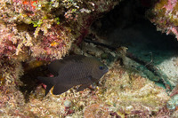 Stegastes diencaeus (Longfin Damselfish)
