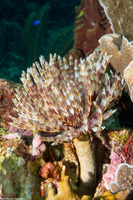 Sabellastarte magnifica (Magnificent Feather Duster)