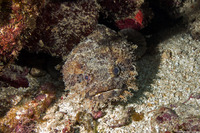 Batrachoides gilberti (Large-Eye Toadfish)