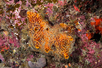Myrmekioderma rea (Convoluted Orange Sponge)