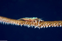 Pseudopontonides principis (Wire Coral Shrimp)