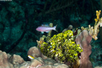 Clepticus parrae (Creole Wrasse)