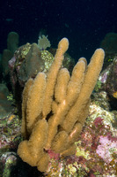Briareum asbestinum (Corky Sea Finger)