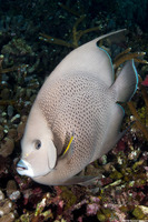 Pomacanthus arcuatus (Gray Angelfish)