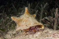 Paguristes puncticeps (Whitespeckled Hermit Crab)