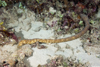 Holothuria thomasi (Tiger Tail Sea Cucumber)