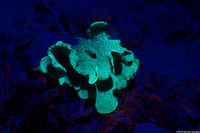 Agaricia agaricites (Lettuce Coral)