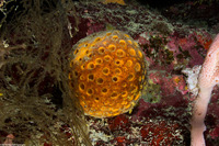 Cinachyrella sp,.1 (Orange Ball Sponge)