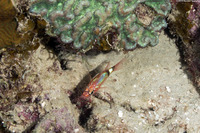 Apogon phenax (Mimic Cardinalfish)