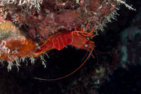 Cinetorhynchus manningi (Red Night Shrimp)