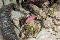 Sargocentron coruscum (Reef Squirrelfish)
