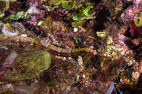 Cosmocampus albirostris (Shortfin Pipefish)