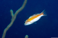 Serranus tabacarius (Tobaccofish)
