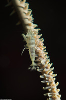 Pseudopontonides principis (Wire Coral Shrimp)