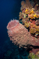 Xestospongia muta (Giant Barrel Sponge)