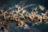Parazoanthis tunicans (Hydroid Zoanthid)