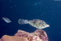 Aluterus scriptus (Scrawled Filefish)