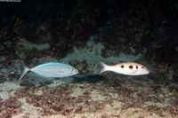 Pseudupeneus maculatus (Spotted Goatfish)
