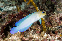 Opistognathus aurifrons (Yellowhead Jawfish)