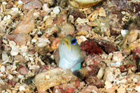 Opistognathus aurifrons (Yellowhead Jawfish)