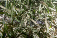 Gymnothorax moringa (Spotted Moray)