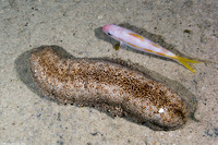 Mulloidichthys martinicus (Yellow Goatfish)