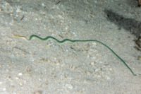 Phylum Nemertea (Ribbon Worm)