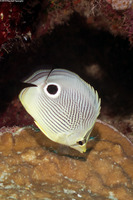 Chaetodon capistratus (Foureye Butterflyfish)