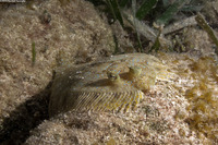 Bothus lunatus (Peacock Flounder)