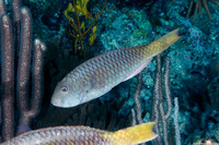 Sparisoma rubripinne (Yellowtail Parrotfish)