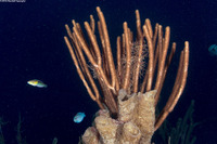 Pseudoplexaura sp.1 (Porous Sea Rod)