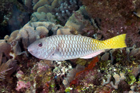 Sparisoma rubripinne (Yellowtail Parrotfish)
