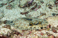 Bothus lunatus (Peacock Flounder)