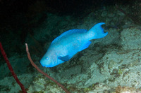 Scarus coeruleus (Blue Parrotfish)