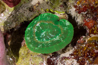 Scolymia wellsii (Solitary Disc Coral)