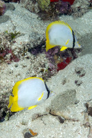Chaetodon ocellatus (Spotfin Butterflyfish)