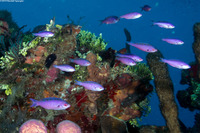 Clepticus parrae (Creole Wrasse)