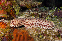 Eostichopus arnesoni (Conical Sea Cucumber)