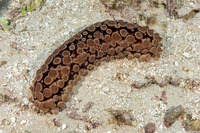 Eostichopus amesoni (Conical Sea Cucumber)