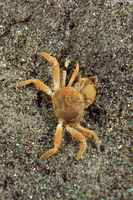 Scleroplax granulata (Burrow Pea Crab)