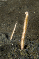 Amphiura arcystata (Sand Brittle Star)