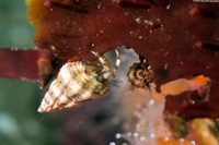 Haigiopagurus diegensis (San Diego Hermit Crab)