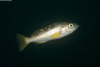 Sebastes serranoides (Olive Rockfish)
