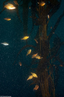 Brachyistius frenatus (Kelp Perch)