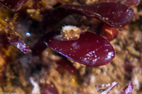Granulina margaritula (Pear-Shaped Marginella)