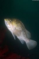 Sebastes atrovirens (Kelp Rockfish)