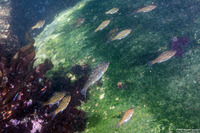 Micrometrus aurora (Reef Perch)