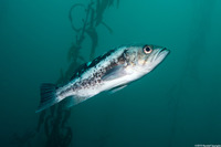 Sebastes melanops (Black Rockfish)