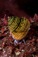 Calliostoma ligatum (Blue Top Snail)