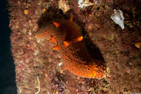 Apostichopus parvimensis (Warty Sea Cucumber)